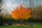 USA, Washington State, Bellingham. Composite abstract of tree in autumn colors in cemetery. Art Print